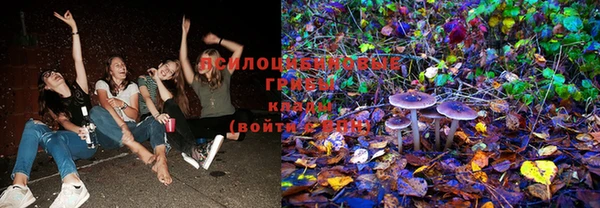 индика Бородино